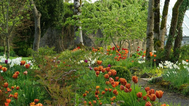 Tulip ‘Cairo’ growing en-masse in Angela Jupe’s Offaly garden. Photograph: Richard Johnston