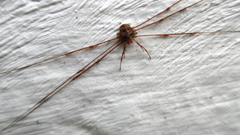 Harvestman. Photograph: Nigel Burgess