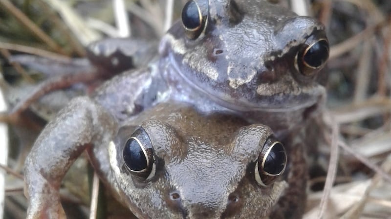 Frogs mating at Carrickynaughton Bog, Co Roscommon