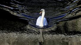 Irish waterways damaged by nitrates, phosphates and algae, survey finds