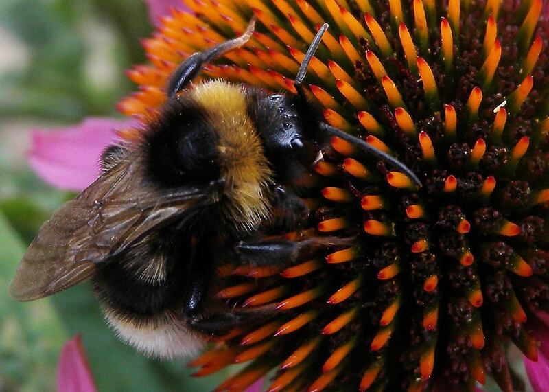 Bumblebees like to have a cool breeze on their backs when foraging and choose English lavender over the more ‘flowery’ French variety, according to the scientific research. File photograph: PA
