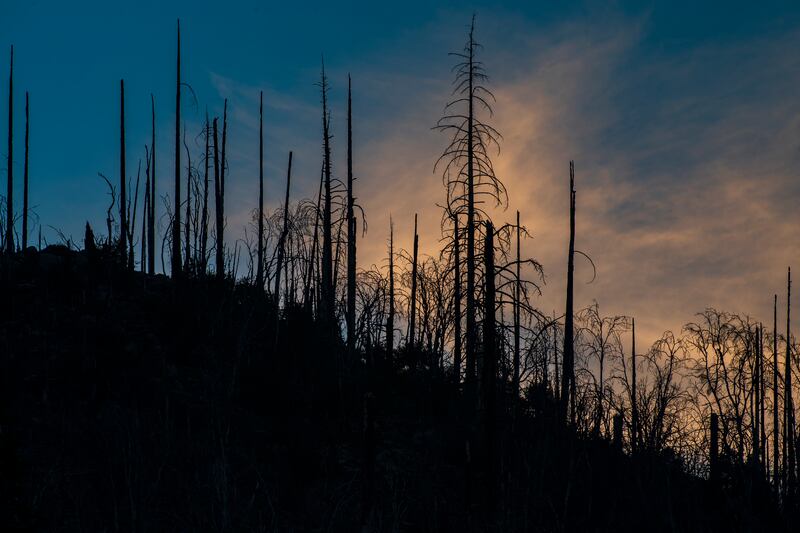 Burned trees near Highway 41 in Fish Camp, California. Large wildfires have been so common around Yosemite National Park in recent years that visitors driving into all four entrances see the charred the remnants of burned forests. Photograph: Nic Coury/The New York Times