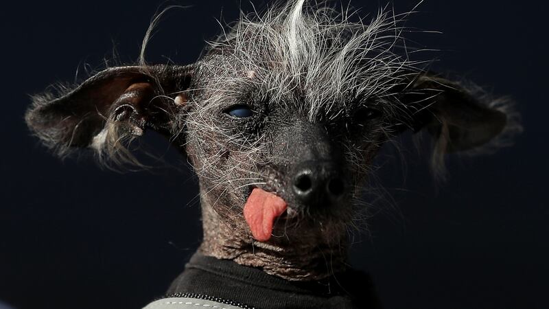 Chase looks on during the ugly dog competition. Photograph: Justin Sullivan/Getty