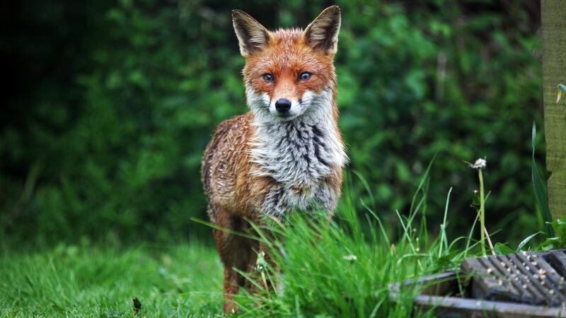 Growing under cover will protect strawberries from garden visitors such as a fox. Photograph: iStock
