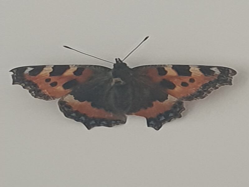 Small tortoiseshell butterfly. Photograph supplied by Paul Downey