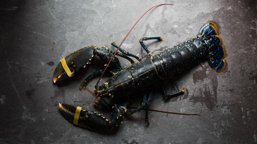 Irish Food: a palatable piece of dinner theatre. Photograph: Anita Murphy
