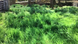 Why didn’t my daffodils bloom? It’s probably ‘daffodil blindness’