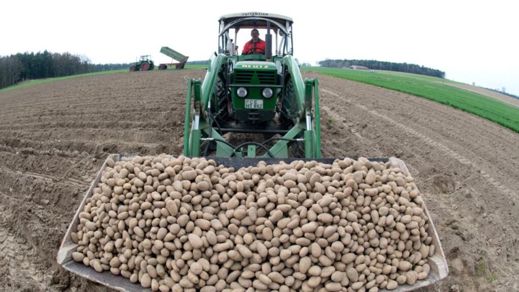 Europe-wide study: researchers in 15 countries are studying GM potatoes’ potential resistance to blight. Photograph: Julian Stratenschulte/AFP/Getty