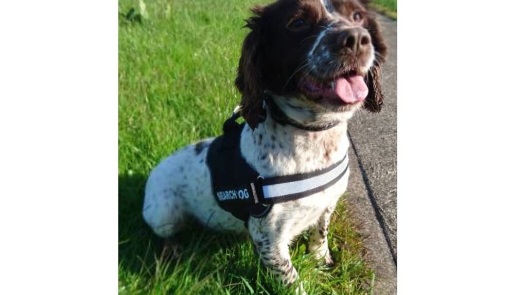 Revenue detector dog Kelly. Photograph: Revenue