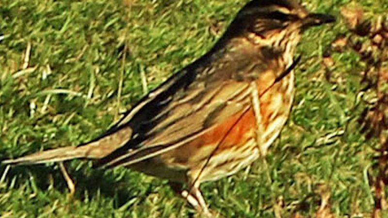 Redwings spotted on Achill Head.