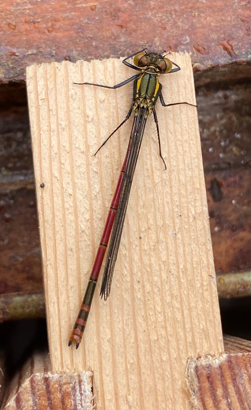Large red damselfly. Photograph supplied by John Mason