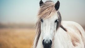Poem of the Week: Horse