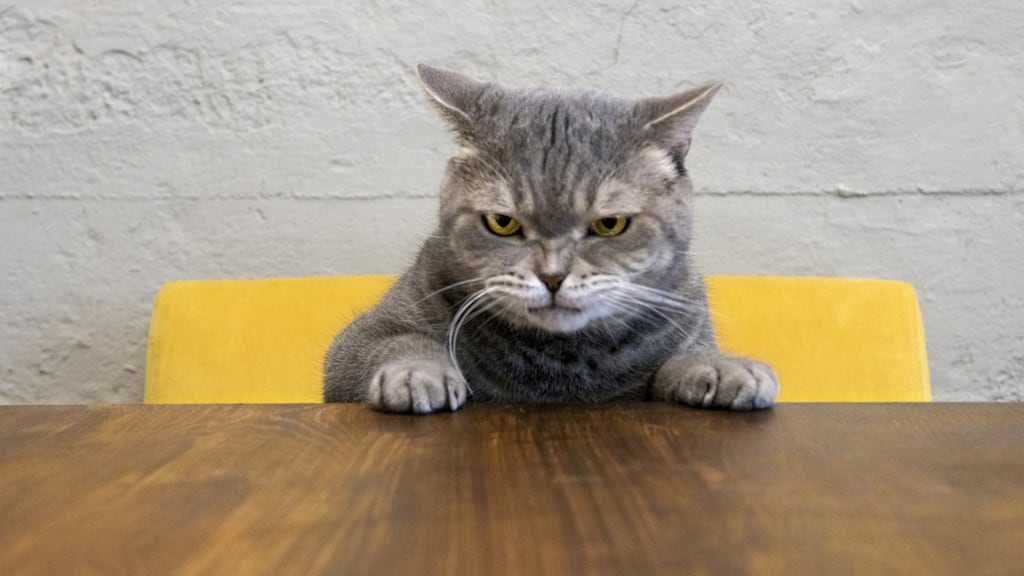 ‘Grudges can be good, and we should hold onto some of them.’ File photograph: Getty Images