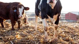 Dairy fares best but all farm incomes are far from equal