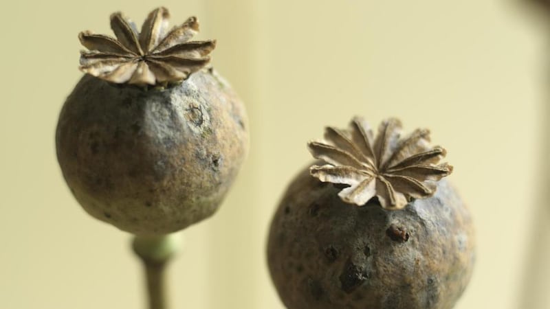 The ornamental seedheads of the opium poppy. Photograph: Richard Johnston