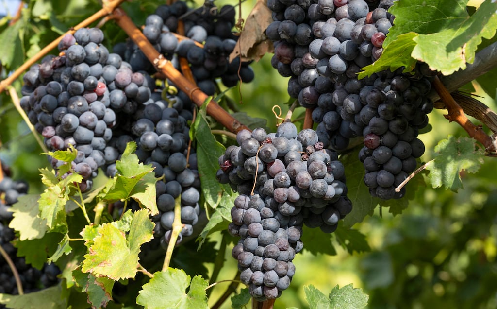 Trollinger grapes hang on the vine in the steep vineyards of Mundelsheim, southwestern Germany. A grower will often be at the mercy of the weather. Photograph: Thomas Kienzle/AFP via Getty