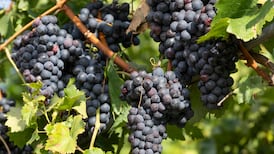 How much wine will one vine produce?
