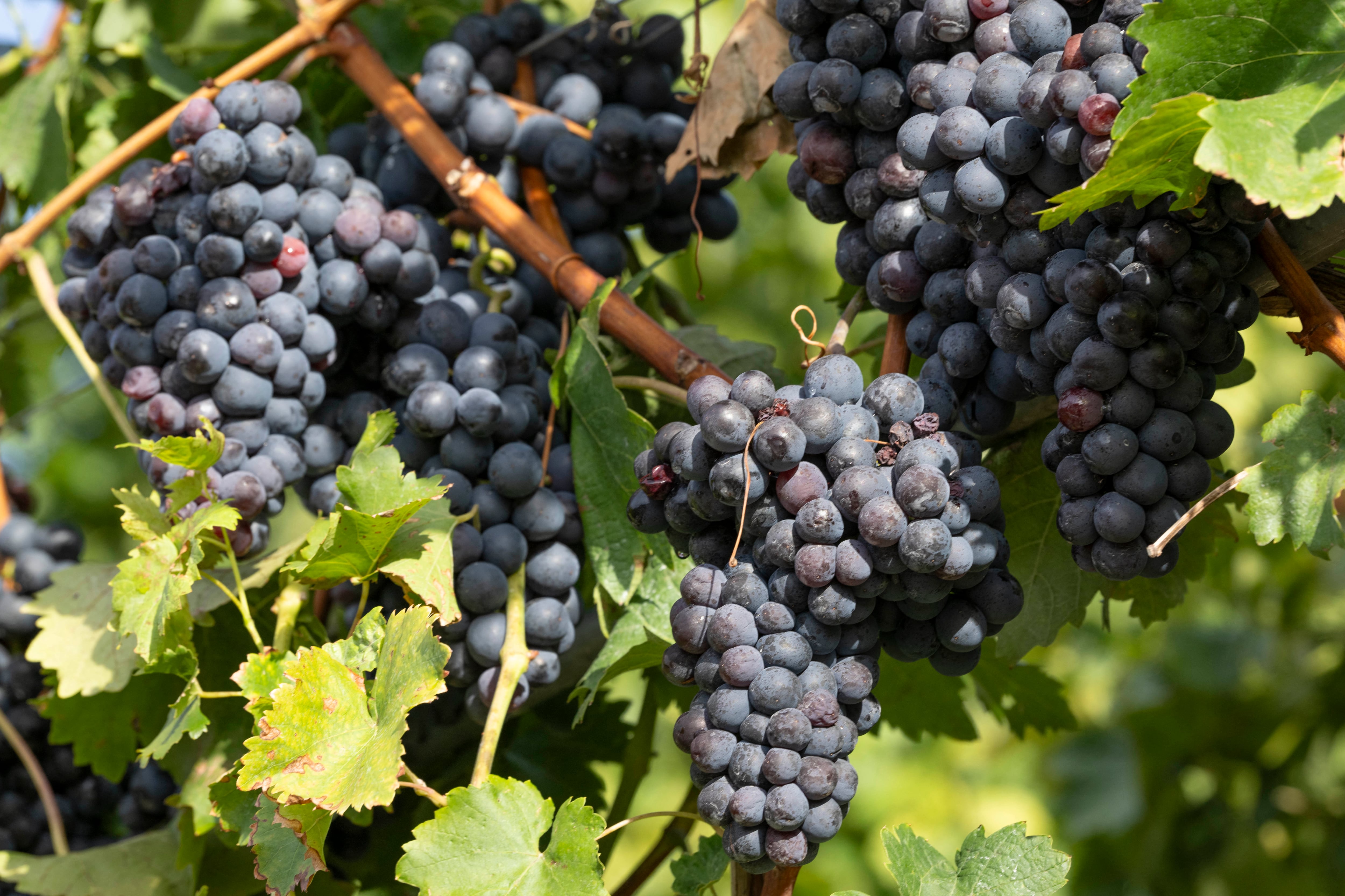 How much wine will one vine produce?