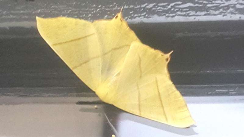 Eyes on nature: the swallow-tailed moth that Liz Owen Carney photographed