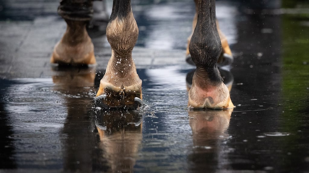 Wednesday’s Punchestown card has been postponed due to course conditions following heavy rain. Photograph: Morgan Treacy/Inpho
