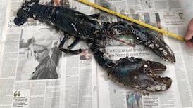 How can you tell a lobster’s age? It’s all in the eyes