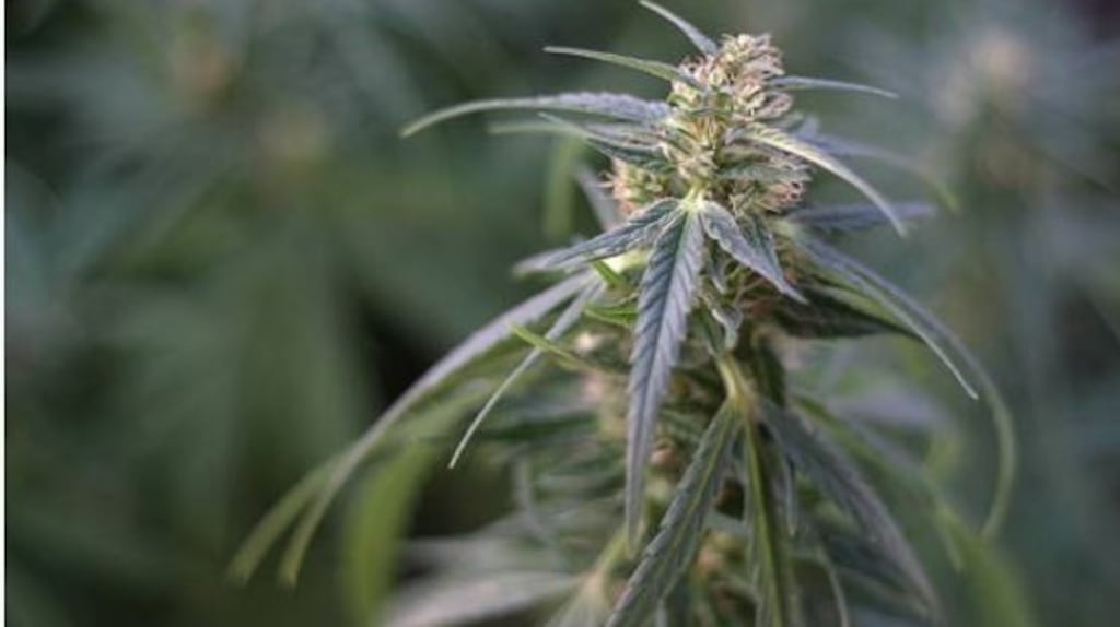 Gardaí seized cocaine and cannabis with an estimated value of €1 million pending analysis. File photograph: Getty Images