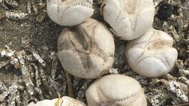 What are these hollow little specimens found on the shoreline? And other readers’ nature queries