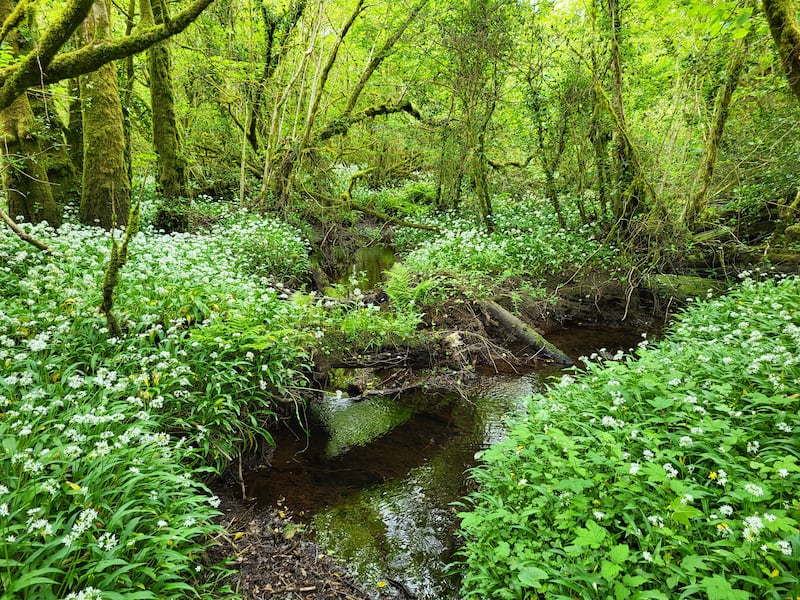The flowing of shallow rivulets brings movement all around in the Gearagh forest. Photograph: Pádraic Fogarty