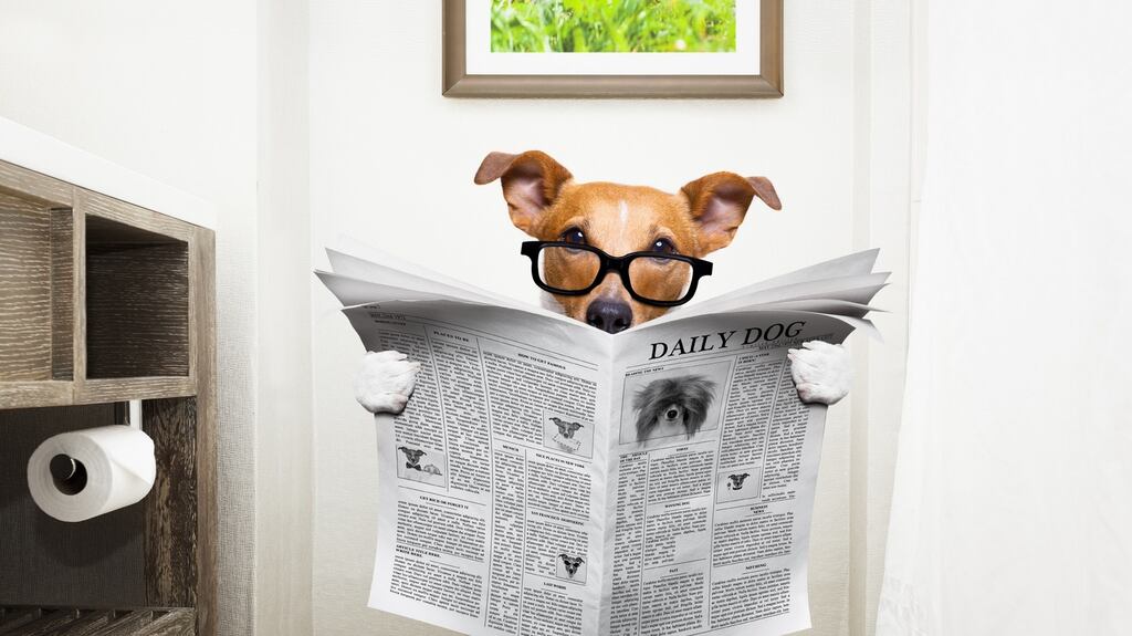 But what about newspapers that a puppy might have weed on but which is now dry? Photograph: iStock