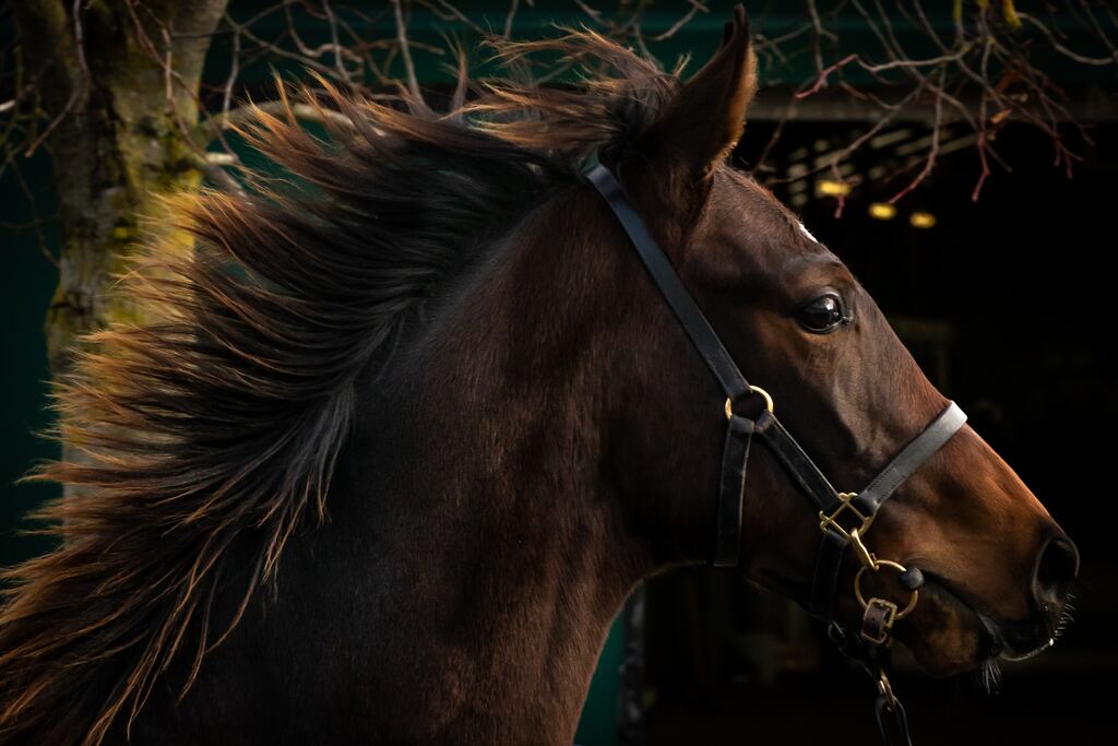 Politicians are now considering calling Horse Sport Ireland to appear before the Oireachtas agriculture committee to answer questions about its governance. File image: INPHO/Morgan Treacy
