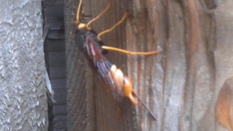 Eye on nature: the wood wasp that Gael Grzelak saw