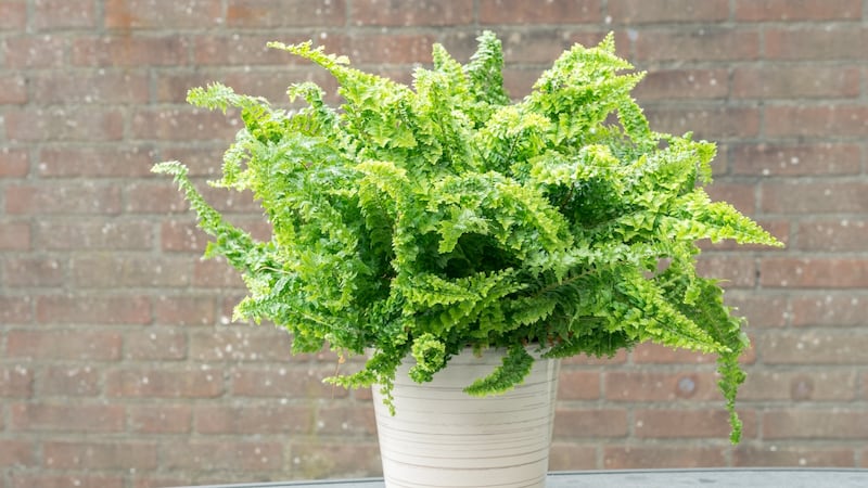 Popular houseplant the Boston fern (Nephrolepis exaltata) prefers shade. Photograph: iStock