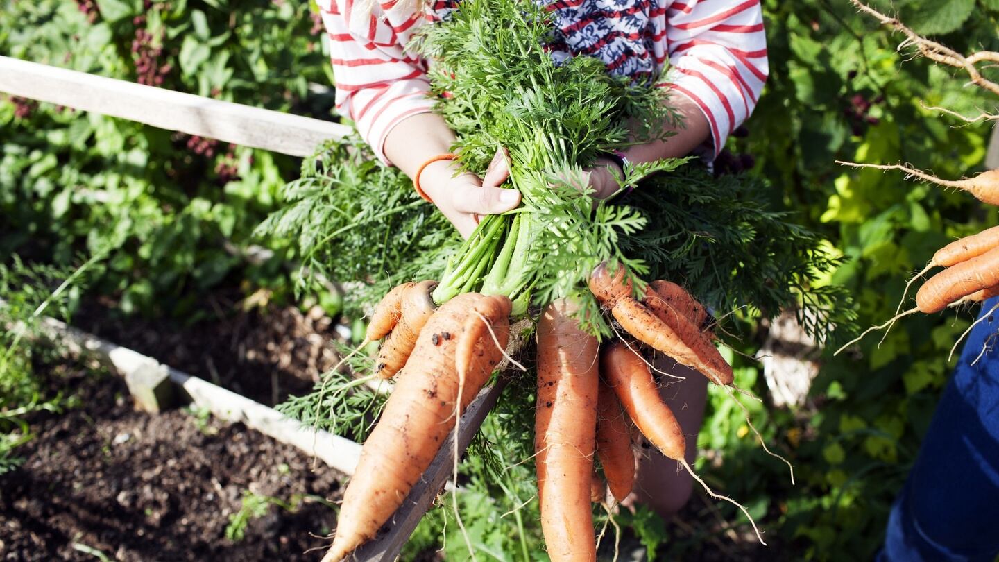 Sow now for early carrots. Photograph: Getty