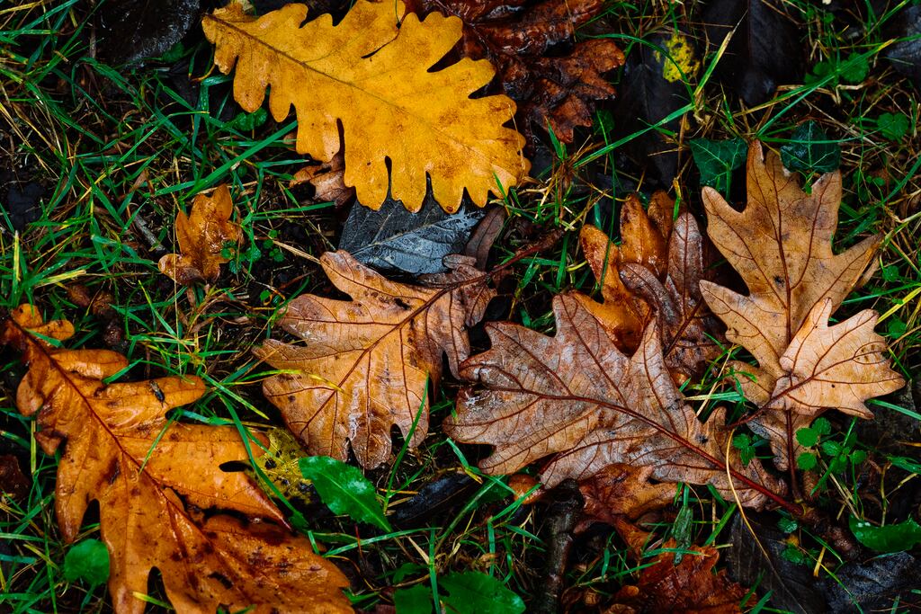 Fallen leaves of herbaceous and deciduous species are much better left on the ground where they’ll nourish soil health