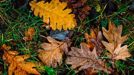 Put down the rake: Why you should leave your garden to nature this autumn
