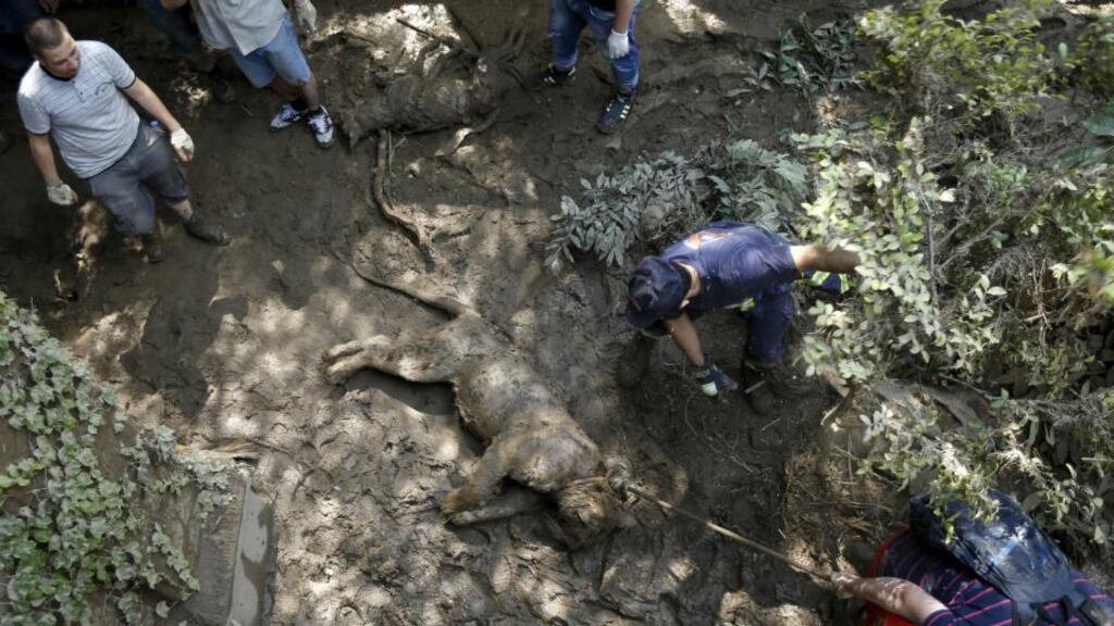 Rescue workers drag a dead tiger at the zoo in Tbilisi, Georgia, on June 15th, 2015. Photograph: David Mdzinarishvili/Reuters.