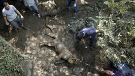 Man killed by tiger which escaped from Georgia zoo