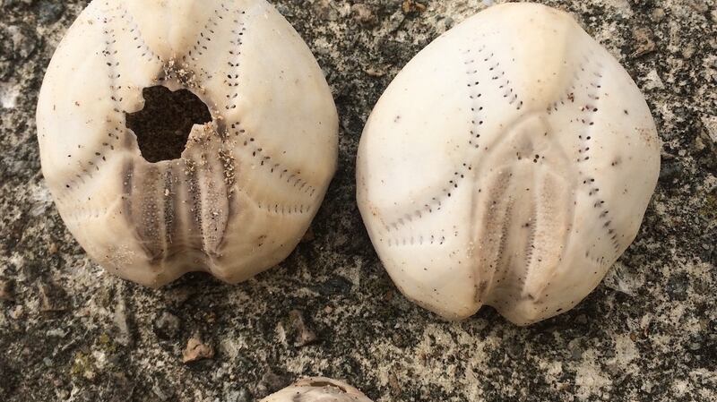 Potato urchins, also called sea potatoes.