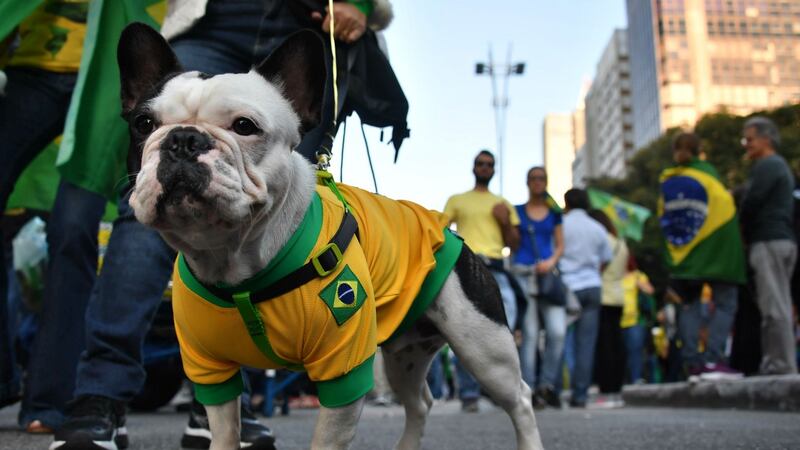 A dog dressed in Brazil colours during a demonstration by supporters of President Jair Bolsonaro in São Paulo. Photograph: Nelson Almeida/AFP/Getty Images