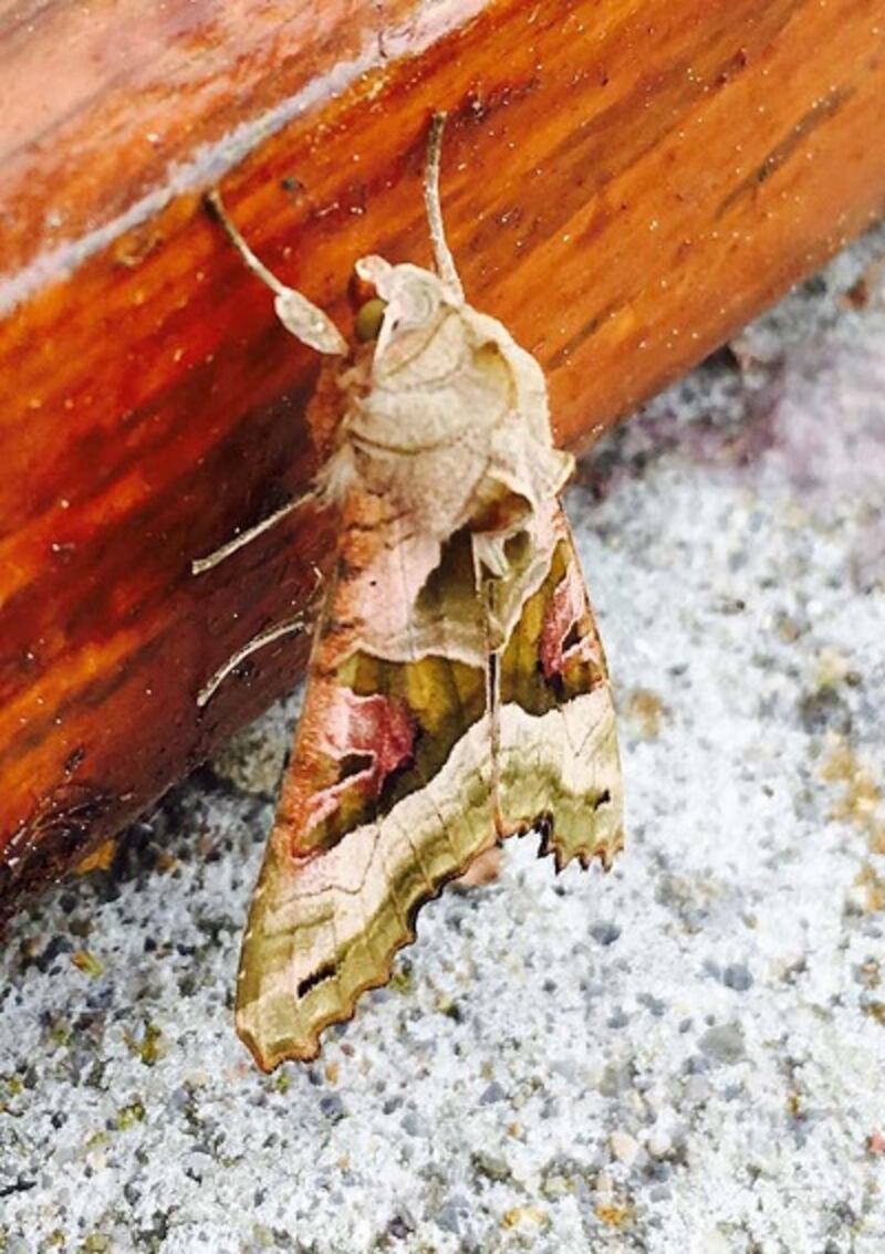The angle shades moth photographed by Joe Walsh