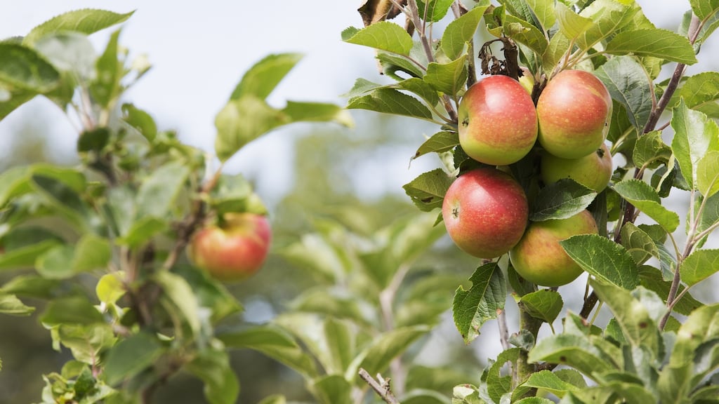 Grafting workshops can see people create 80 new apple trees for €80