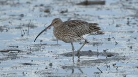 Efforts intensify to save Curlew from extinction in Ireland