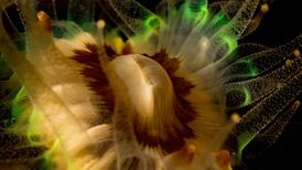 New documentary delves into the world of fragile corals in Ireland’s ‘deep Atlantic’