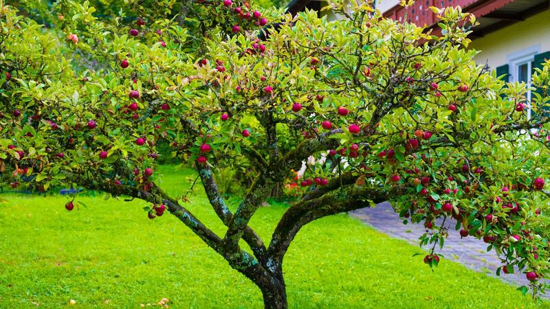 Fruit tree in garden. Photograph: iStock