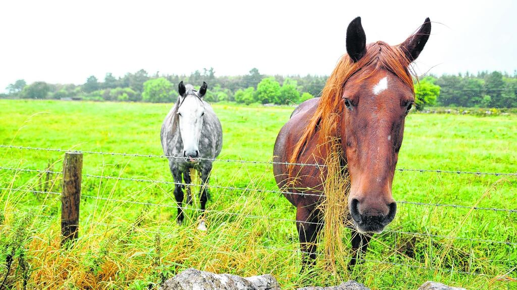 Horses pictured at the site in Derrydonnell near Athenry in Galway where Apple had planned to build an €850 million data centre. Photograph: Aidan Crawley