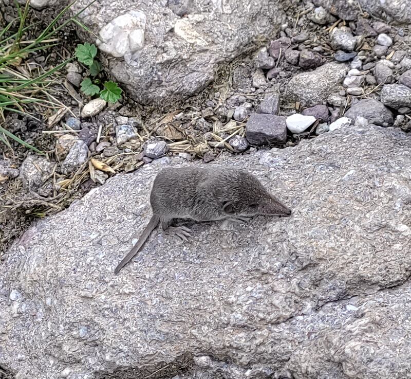 Pygmy shrew