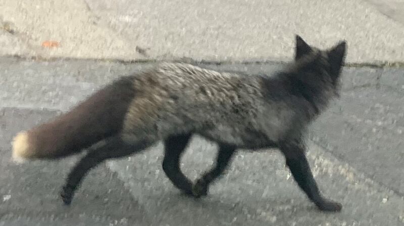 A black fox spotted in Ranelagh
