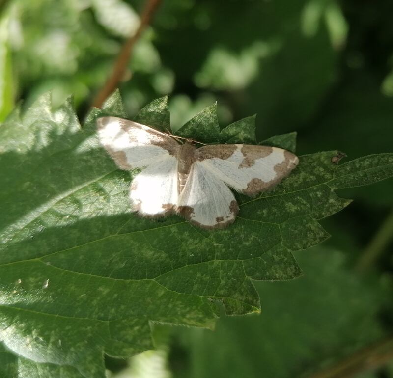 Clouded border moth