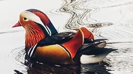 I saw this beauty on the lake – where is it from? Readers’ nature queries