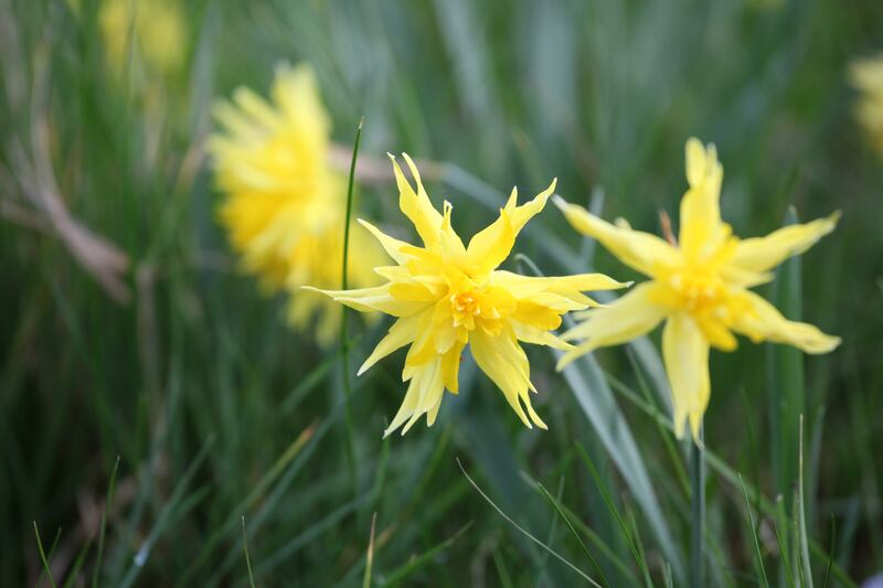 Yellow Narcissus 'Rip van Winkle' in flower. Photograph: Getty